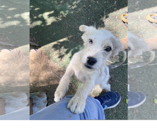 Medium Photo #2 Mutt Puppy For Sale in Tracy City, TN, USA