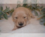 Small Photo #43 Golden Retriever Puppy For Sale in RICHMOND, TX, USA
