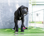 Small #4 Great Dane
