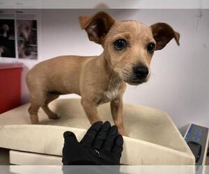 Chipin Dogs for adoption in Corona, CA, USA