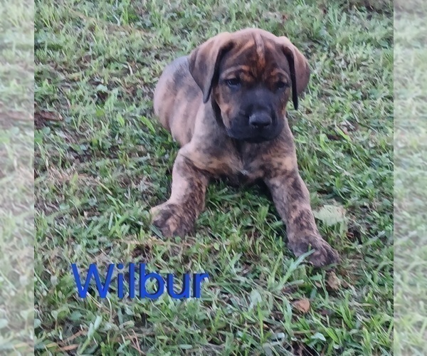 Medium Photo #2 Doberman Pinscher Puppy For Sale in BRANTLEY, AL, USA