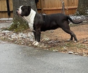 Mother of the American Bully puppies born on 04/14/2025