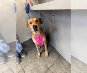 Mutt Dog for Adoption in San Antonio, Texas USA