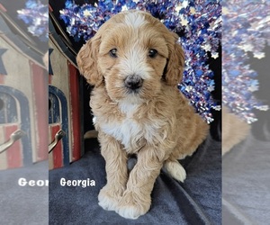 Medium Australian Labradoodle