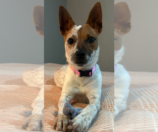 Medium Photo #6 Mutt Puppy For Sale in Decatur, GA, USA