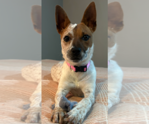 Maki-Ato - Female Mutt Dog for Adoption - Photo #6