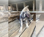 Small #8 Alaskan Malamute-Czech Wolfdog Mix