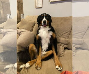Bernese Mountain Dog Dogs for adoption in Landenberg, PA, USA