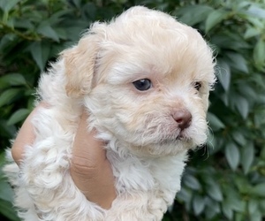 Shih-Poo Puppy for sale in FRAMINGHAM, MA, USA