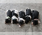 Small Photo #2 Rat Terrier Puppy For Sale in ELLENSBURG, WA, USA