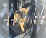 Small #5 Belgian Malinois