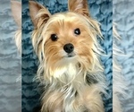 Small Photo #7 Yorkshire Terrier Puppy For Sale in WOODSTOCK, CT, USA