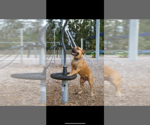 Medium Photo #13 Mutt Puppy For Sale in  Gainesville, FL, USA