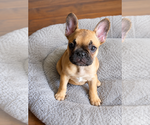 Small #3 French Bulldog