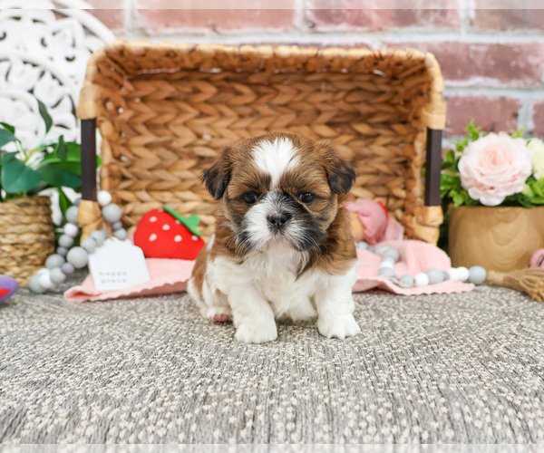 Medium Photo #4 Shih Tzu Puppy For Sale in SYRACUSE, IN, USA