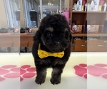 Image preview for Ad Listing. Nickname: Silver