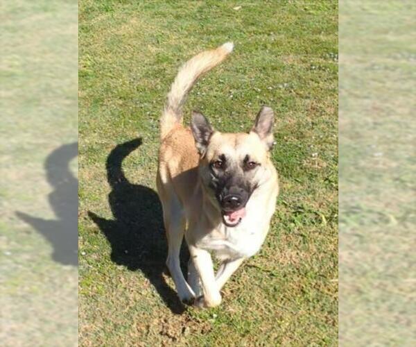 Medium Photo #1 German Shepherd Dog-Unknown Mix Puppy For Sale in Plano, TX, USA