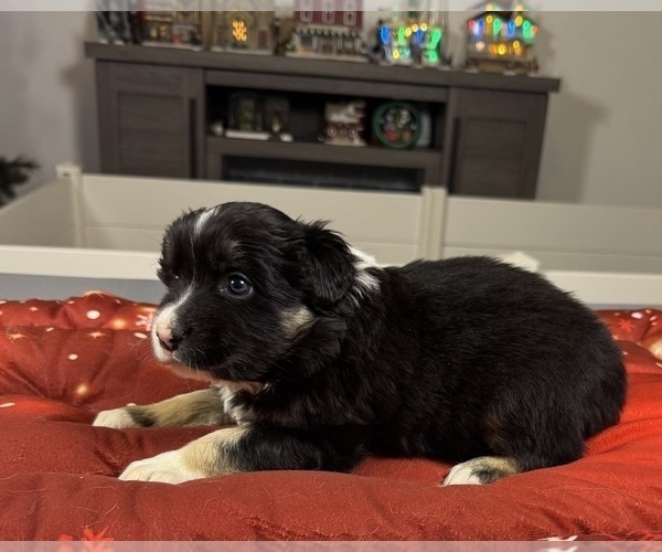 Medium Photo #18 Australian Shepherd Puppy For Sale in SALISBURY, NC, USA
