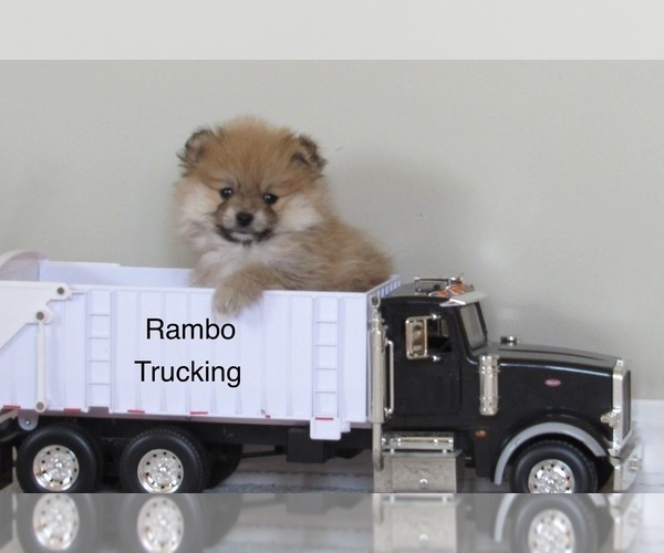 Medium Photo #3 Pomeranian Puppy For Sale in BLUFORD, IL, USA