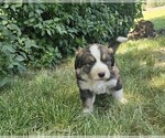 Small #3 Great Bernese