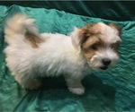 Small Photo #10 Havanese Puppy For Sale in FENTON, MO, USA