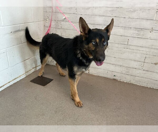 Medium Photo #1 German Shepherd Dog-Unknown Mix Puppy For Sale in San Bernardino, CA, USA