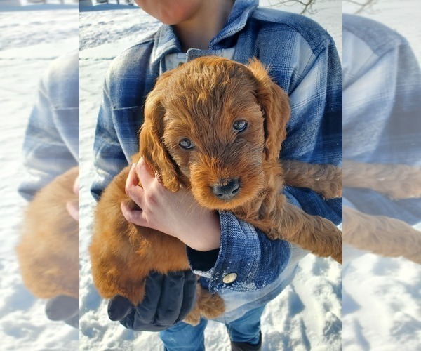 Medium Photo #10 Goldendoodle Puppy For Sale in COKATO, MN, USA