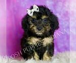 Small #2 Poodle (Toy)