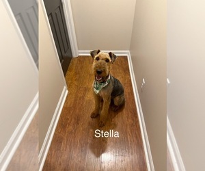 Airedale Terrier Puppy for sale in KNOXVILLE, TN, USA