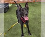 Small German Shepherd Dog Mix