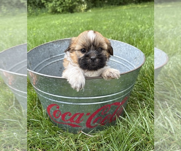 Medium Photo #4 Shih Tzu Puppy For Sale in MIDDLEBURY, IN, USA