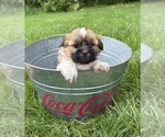 Small #3 Shih Tzu