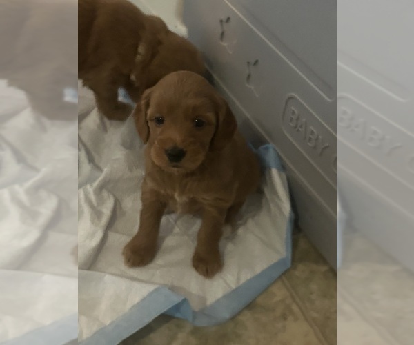 Medium Photo #10 Goldendoodle (Miniature) Puppy For Sale in PLATTE CITY, MO, USA