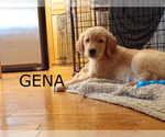 Puppy Gena Golden Retriever