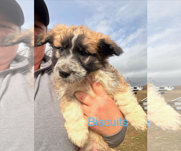 Medium Photo #1 Basset Hound-Unknown Mix Puppy For Sale in Mouth Of Wilson, VA, USA