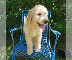 Medium Goldendoodle