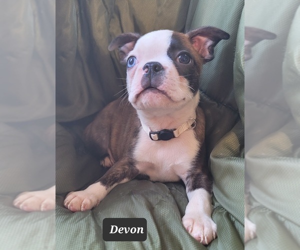 Medium Photo #8 Boston Terrier Puppy For Sale in POMEROY, OH, USA