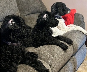 Poodle (Standard) Puppy for sale in CARROLLTOWN, PA, USA