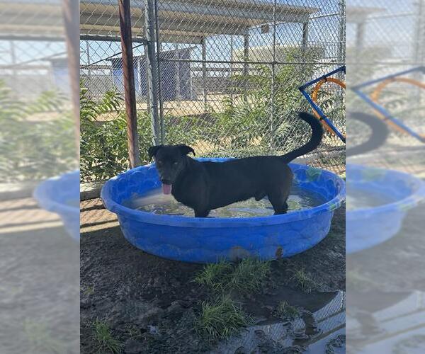 Medium Photo #1 Cardigan Welsh Corgi-Labrador Retriever Mix Puppy For Sale in Bakersfield, CA, USA
