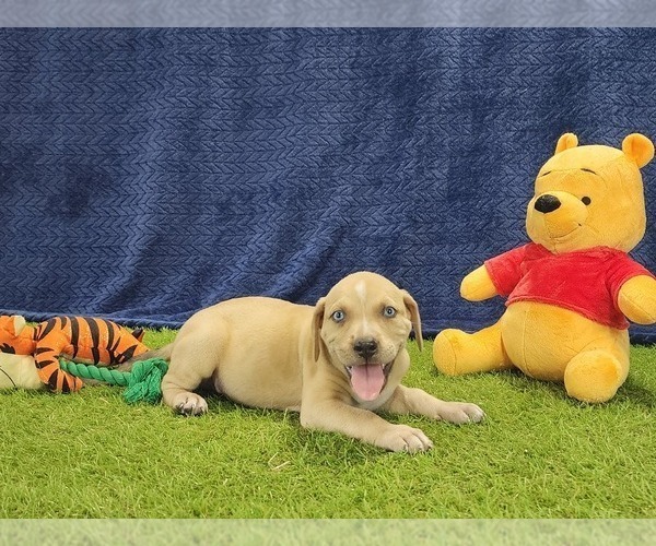 Medium Photo #10 Catahoula Leopard Dog Puppy For Sale in CUMBY, TX, USA
