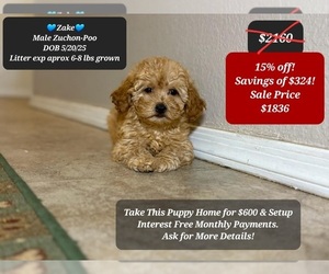 Poodle (Toy)-Zuchon Mix Puppy for sale in TUCSON, AZ, USA