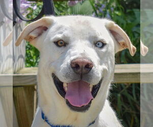 Huskies -Unknown Mix Dogs for adoption in Huntley, IL, USA