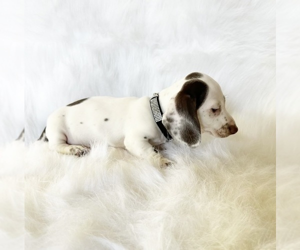 Medium Photo #1 Dachshund Puppy For Sale in DAVIS, CA, USA