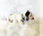 Image preview for Ad Listing. Nickname: AKC Hershey