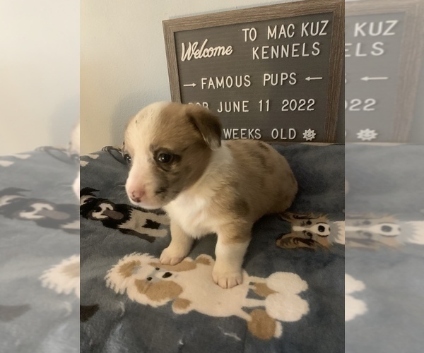 Medium Photo #19 Welsh Cardigan Corgi Puppy For Sale in SUN PRAIRIE, WI, USA