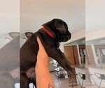 Small #1 Golden Labrador