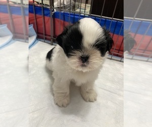 Shih Tzu Puppy for sale in Enderby, British Columbia, Canada