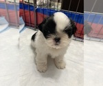 Small Photo #1 Shih Tzu Puppy For Sale in Enderby, British Columbia, Canada