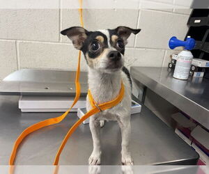 Chihuahua Dogs for adoption in San Bernardino, CA, USA