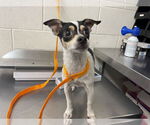 Small Chihuahua
